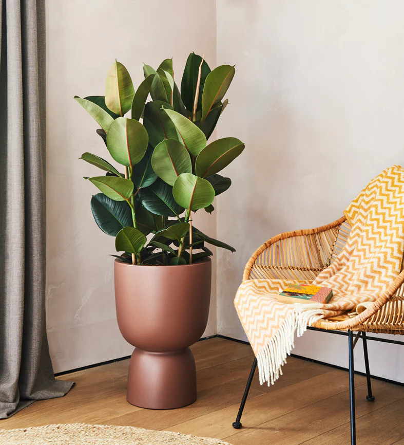 indoor plants for the living room