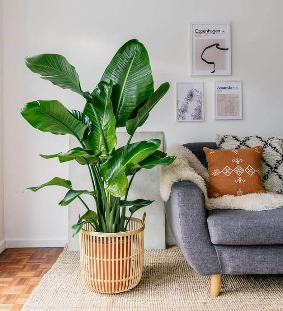 indoor plants for the living room